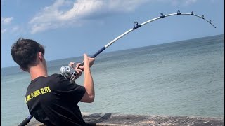 St Augustine pier huge Jack Crevalle