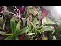 Отделяю деток Орхидей от материнского растения✔️Посадка в маленькие стаканчики✔️Мелкая кора
