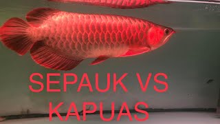 Arowana fish Sr  kapuas vs sepauk mana satu jadi pilihan???