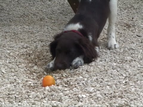 Video: Anjing Air Spanyol