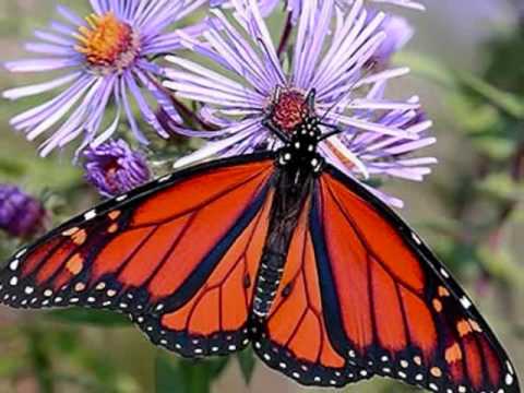 ADIOS MARIPOSITAS VICENTE EMILIO SOJO. ORFEONISTAS...