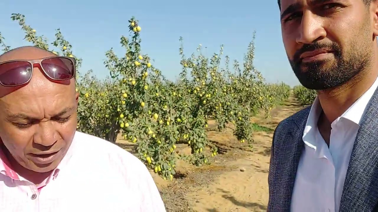 مزرعة كمثرى أسطورة.. الشجرة عليها أكتر من 60 كيلو لدرجة أنها رايحه تقع 💪❤️