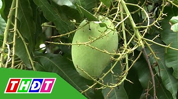 Năm 2022 sản lượng trái cây ĐBSCL ước đạt 4,15 triệu tấn | THDT