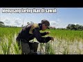 Memasang Jaring Di Sawah Yang Masih Ada padinya