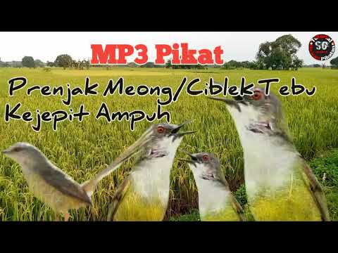 Suara Prenjak Kejepit Ampuh Untuk Pikat