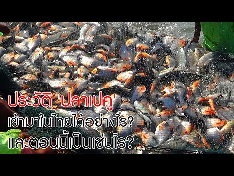 ประวัติ 'ปลาเปคู' เข้ามาในไทยได้อย่างไร? และตอนนี้เป็นเช่นไร?