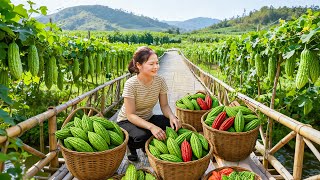 Harvesting Giant Non-Bitter Bitter Melon, Stuff With Pork Traditional Way | Natural Nutritious Food screenshot 1