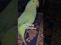 parrot boom shakalaka | parrot videos | #2026 #parrot #pets #shorts #petlover