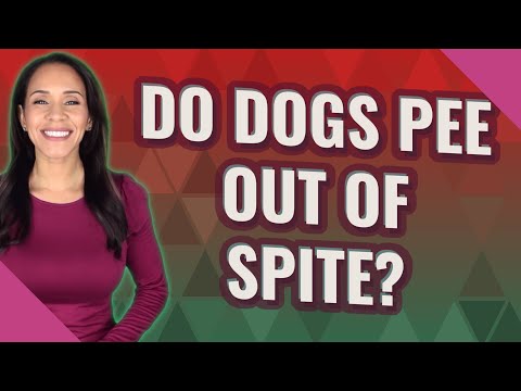 Do dogs pee out of spite?