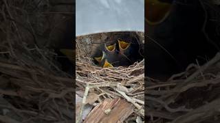 Baby birds under my seat