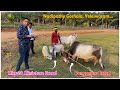 Difference between miniature  punganuru cows  dr p krishnam raju  punganuru miniature micro