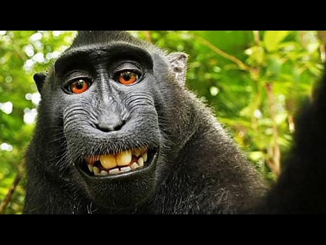 Wikimedia says taking a selfie is monkey business 