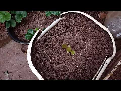 Vídeo: Quando plantar cenouras na primavera em terreno aberto e como