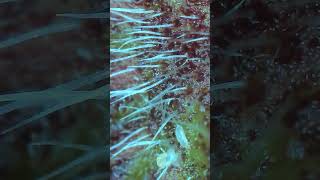 Predator Mite Nips At Broad Mite