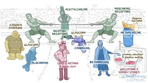 Sơ đồ tư duy: Thuốc chủ vận trực tiếp hệ Cholinergic