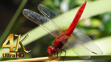 4K Grasshopper Video. 4K ULTRA HD VIDEO || 4K HD MUSIC VIDEO ||