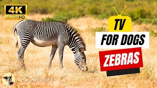 Nature TV for Dogs: Zebra Wonders on Screen ? Witty Woofers