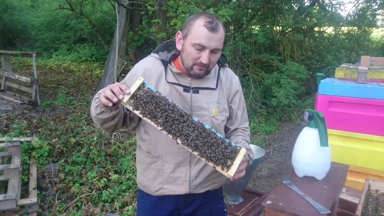 Стартер для вывода маток видео