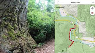 Hiking and Driving Redwoods Old Growth Forest by Novel Trek 39 views 1 year ago 35 minutes