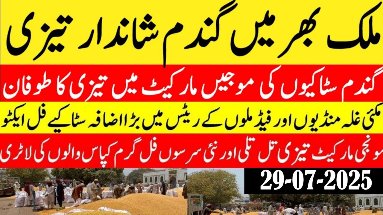 wheat price today in Pakistan/Munji Sindh Punjab rates/Maize 🌽 price ...