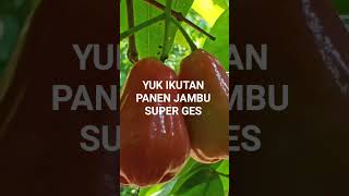 BUAHNYA LEBAT DAN SUPER GES