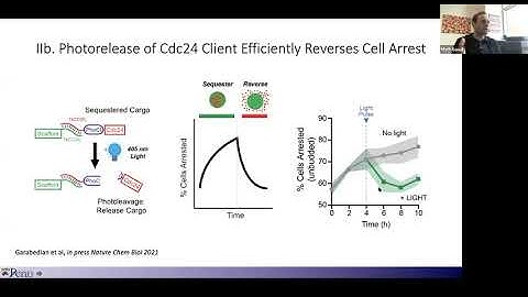 Build-a-Cell seminar Matthew Good: Membraneless Organelles for Control of Cellular Decision-Making