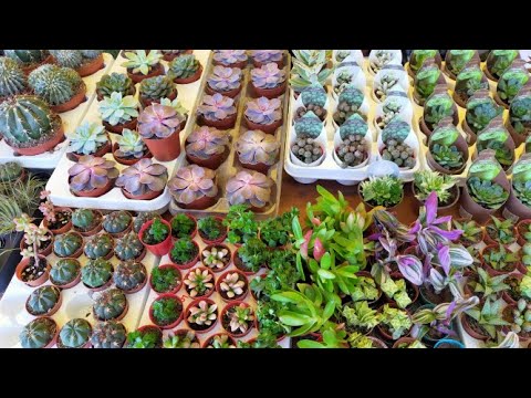 Video: Spiral Çim Bitki Bakımı: Albuca Spiral Çim Bitkileri Nasıl Yetiştirilir