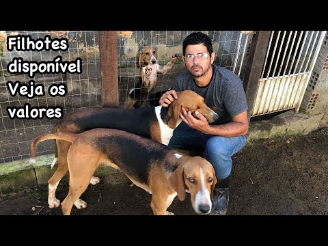 Filhotes de foxhound