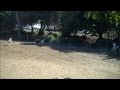 Australian Shepherd Puppy Herding Sheep Australian Shepherd Puppy Herding Sheep
