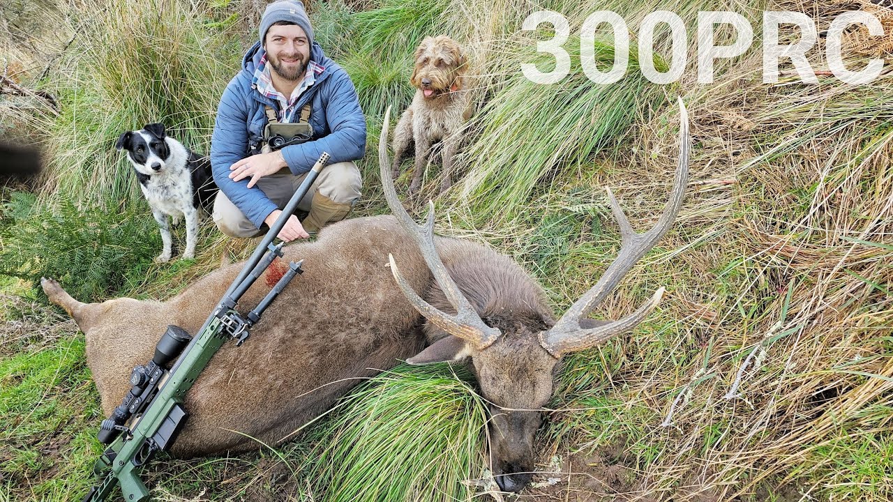 Sambar STAG 300 PRC How Big Is It?! Deer Hunting Australia YouTube