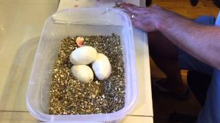 Famous Cutting clutch 6 ball pythons Profile