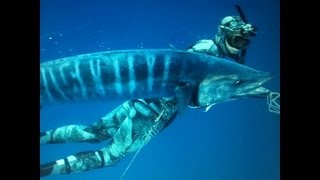 Spearfishing Wahoo - shark problems