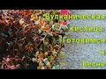 Oxalis|Вулканические кислицы|Оксалис|Укореняю черенки🌱+обзор сортов☘