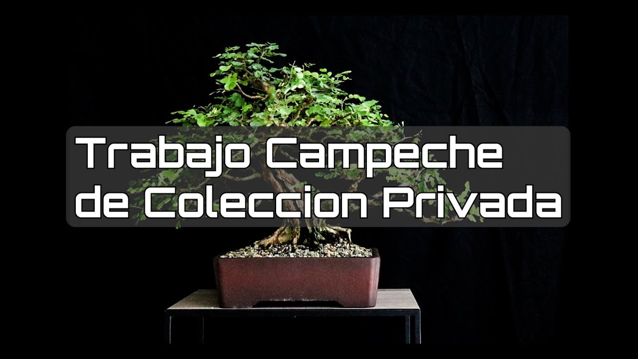 Trabajo de mantenimiento y ajuste en Campeche de @bonsai.time_carlos y florece el flamboyán