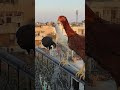Aseel Chicks pure Home breed #desichicken #motivation #reaction #murgipalan #ytshorts #minivlog #new