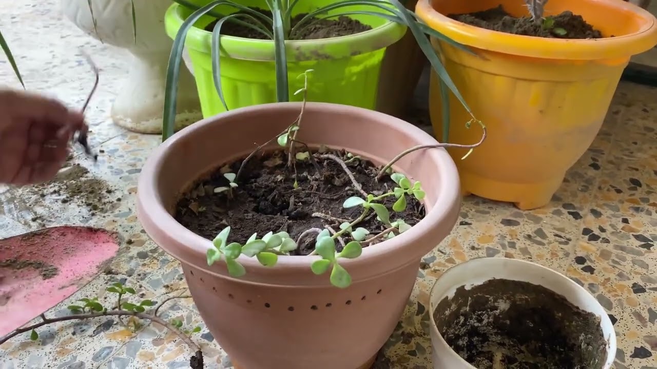 فيديو عفوي تحويل نباتات وأعمال يدويه وفلافل من حمص الوجبة ودلعتكم تعويضا عن الغياب الطويل 🥰🥰