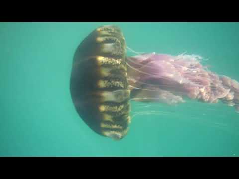 ⁣Medusa gigante