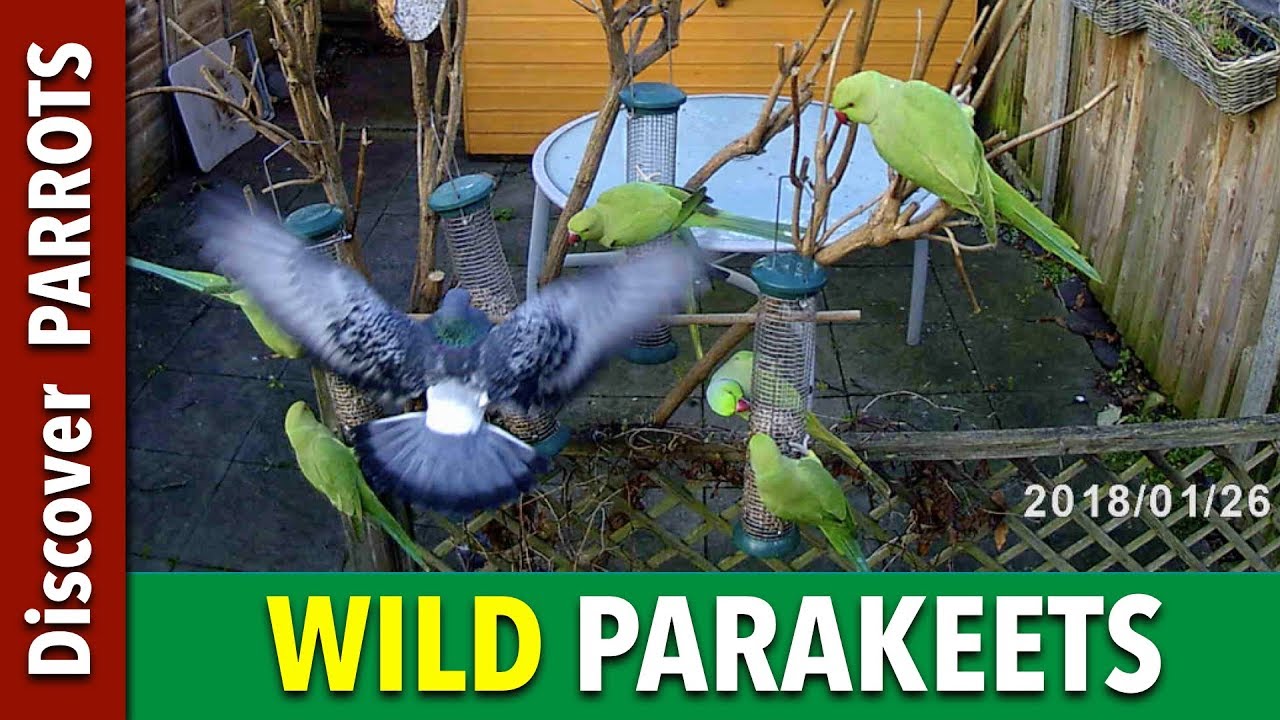 Wild Parakeets At My Bird Feeder Discover Parrots Youtube
