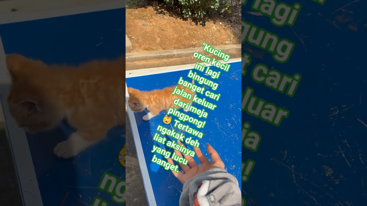 Kucing Oren Kecil Bingung Turun dari Meja Pingpong! Lucu dan Menggemaskan! 