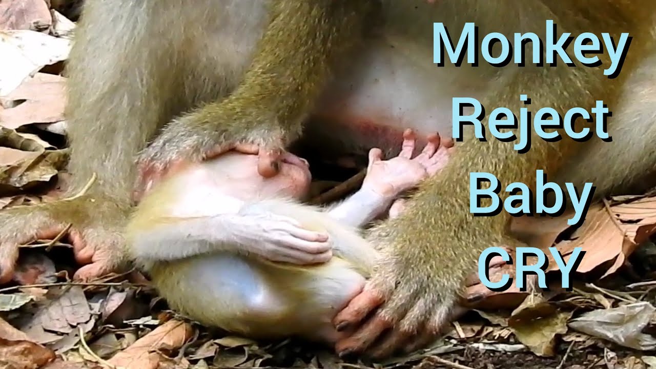 Monkey Rejecting OMG,Pity Monkey Luna Reject Baby Lucie Cry Very Loudly,Baby Monkey Very ...