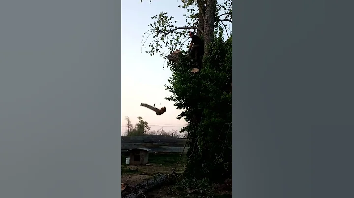 lee Stiltner tree service