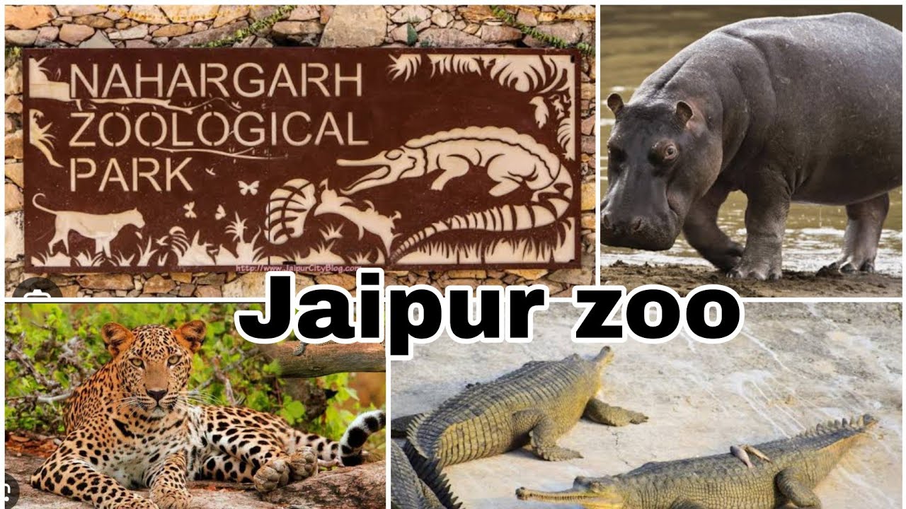 Nahargarh Zoological park and Biological park Jaipur Jaipur Zoo Wild