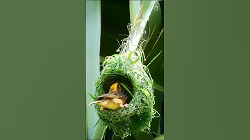 Baya Weaver Bird Nest Build in Slow Motion is Mesmerizing