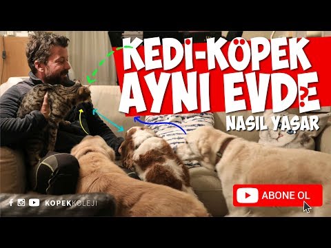 Kedi - Köpek Aynı Evde Nasıl Yaşar