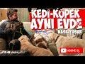 Kedi - Köpek Aynı Evde Nasıl Yaşar