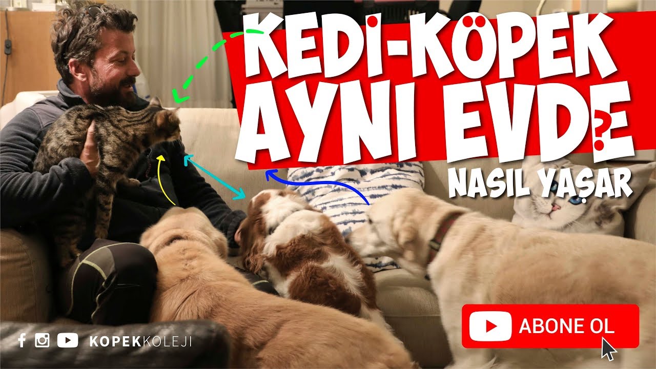 Kedi Kopek Ayni Evde Nasil Yasar Youtube