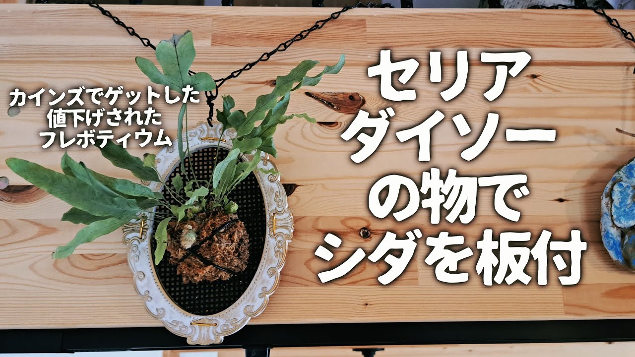 カインズホームで値下げされたフレボティウム ブルースターをセリアと