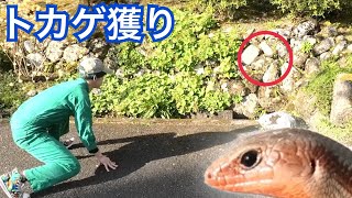 爬虫類YouTuber3人でトカゲ獲りをしてみた!!!【えまっすー】