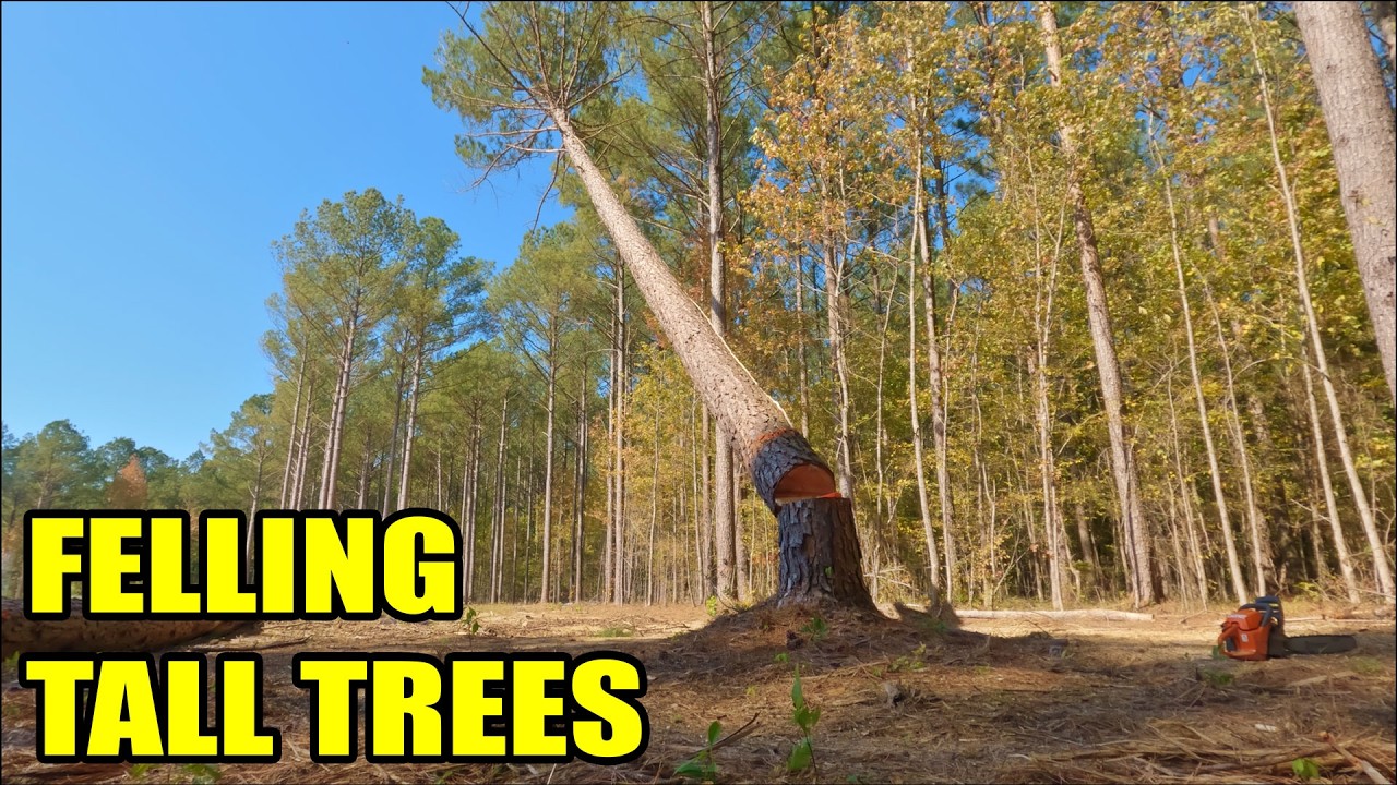 Day 198 - Felling Tall Trees - YouTube