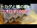 コオロギ 飼育 セット 166490